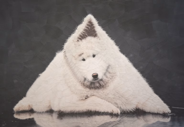 Colagens de Gatos e Cachorros de Lola Dupré